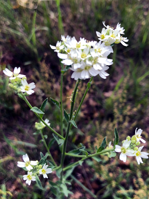 white and yellow hoary alyssum plant growing in grass