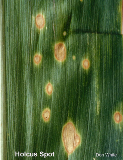 corn leaf with tan spots surrounded with brown and yellow halos.