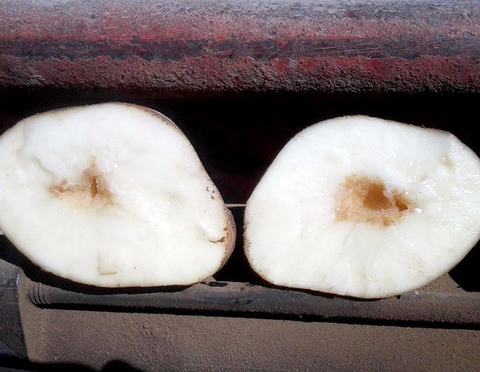A potato cut in half. Most of the flesh is white except for the very center. There is a dip in the center and it is colored a light brown color. 