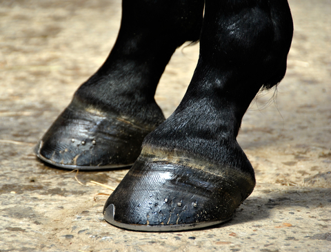Two shoed horse hooves that show balanced horse hooves