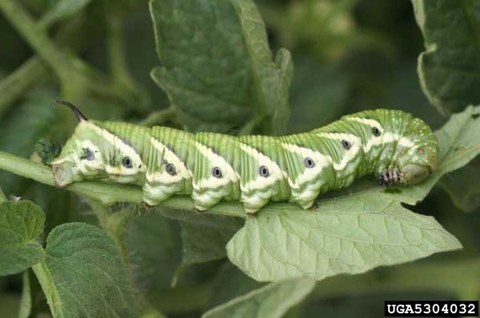 A large green caterpillar with white "V" marks and horns on one end