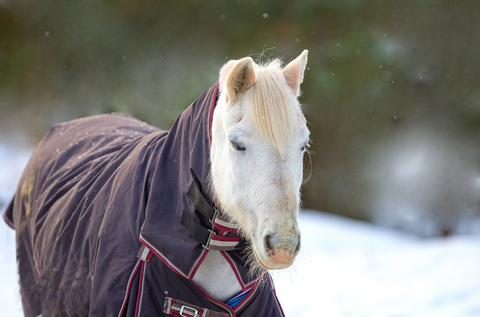 Horse wearing a winter blanket
