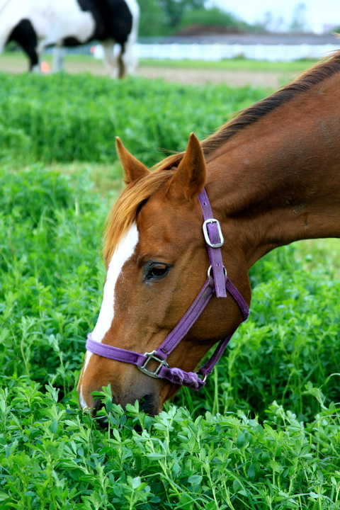 Close up of horse eating alfalfa in a pasture.