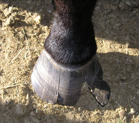 horse hoof that is cracked and a piece is hanging loosely.