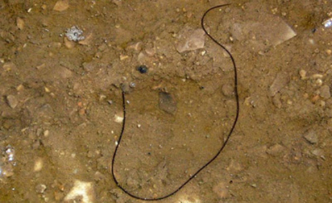 A long, black, slender worm seen on the ground