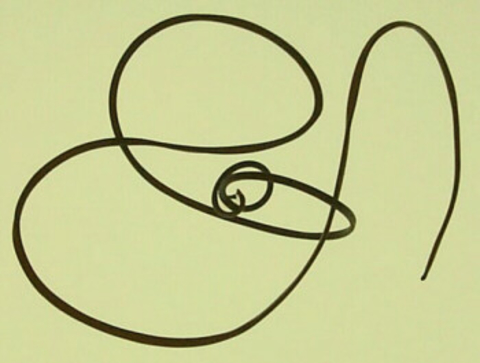 A long, lack, slender worm can be seen intertwined
