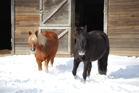 Horses in the snow standing outside their shelter.