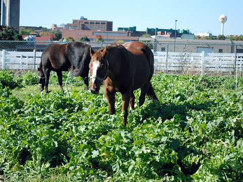 Two horses grazing cover crops in research plots.