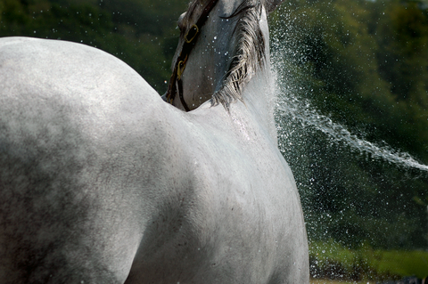 Hosing down a horse with a spray of water.