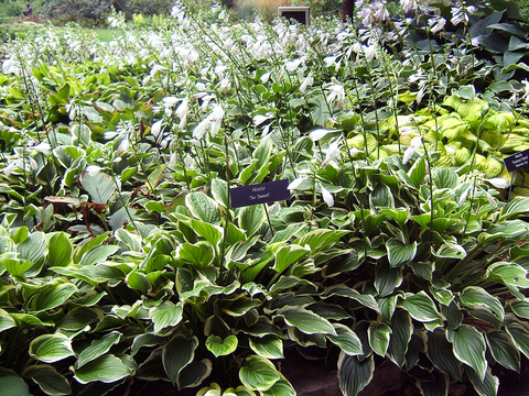 White and green leafy plants growing in a mass.
