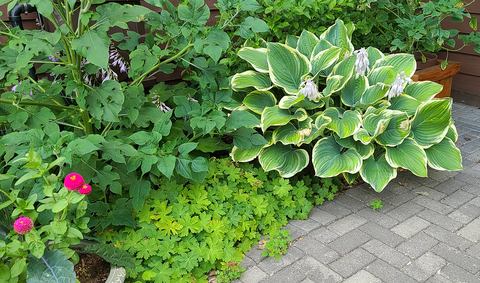 Green and yellow plant growing over a small green plant with a green shrub on a patio.