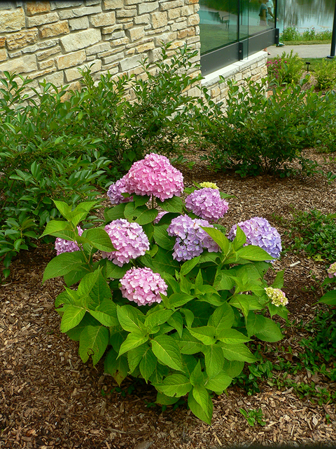 Pink round flower heads on a green hydrangea shrub planted against a tan stone wall. 