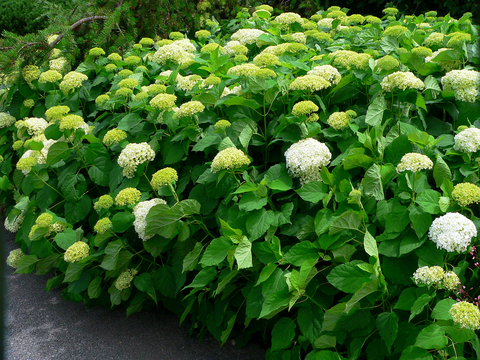 Green hydrangea shrub with large, round white flower heads.