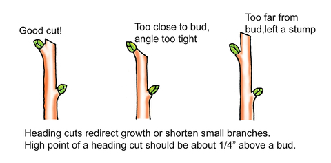 Illustration of three stems with buds with text. From left: Stem with a cut made about 1/4 inch from above a bud with caption "Good cut!" Stem with caption "Too close to bud, angle too tight.” Followed by a stem with caption "Too far from bud, left a stump."