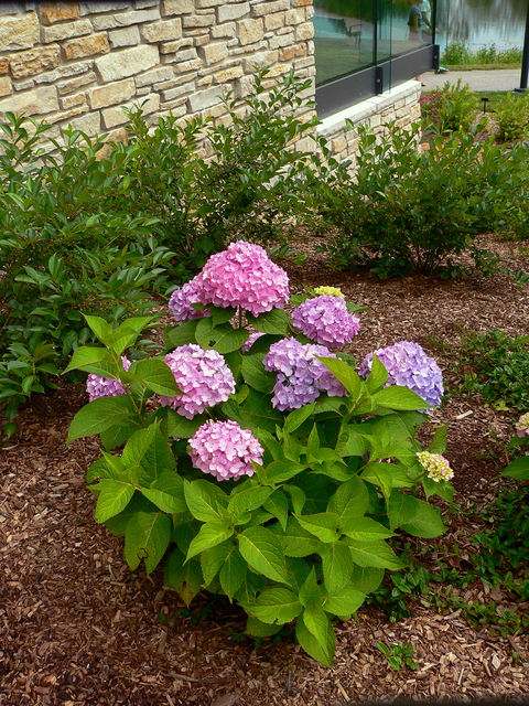 Pink round flower heads on a green hydrangea shrub planted against a tan stone wall. 