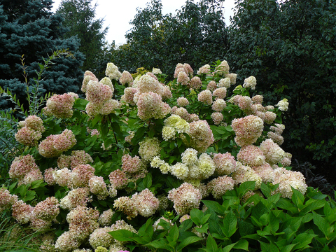 Hydrangea shrubs with pink and white flower heads.