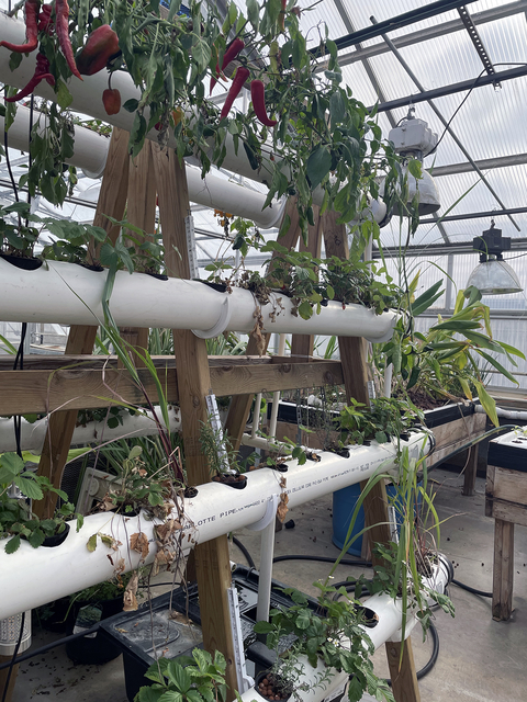 A wide variety of plants growing out of PVC tubes attached to a wooden A-frame at various heights. The frame is set up inside of a greenhouse.