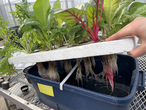 A hand is holding a polystyrene board filled with plants above a container filled half way with water. Roots hang down into the water. 
