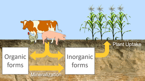 Cartoon of nutrient cycling shows a cow, chicken and pig next to a row of corn with arrows pointing down into the ground. The arrow splits to point to text "Orgnic forms" to the left and "Inorganic forms" to the right. Mineralization converts organic to inorganic forms. And the inorganic forms are taken up by the plants.