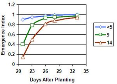 graph showing emergence levels versus days after planing. Three lines on the graph.