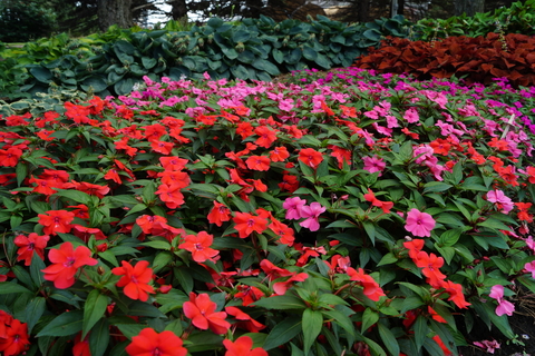 Landscape of red and pink impatiens