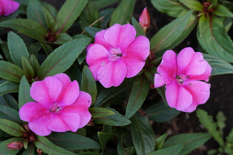 Close-up of pink impatiens