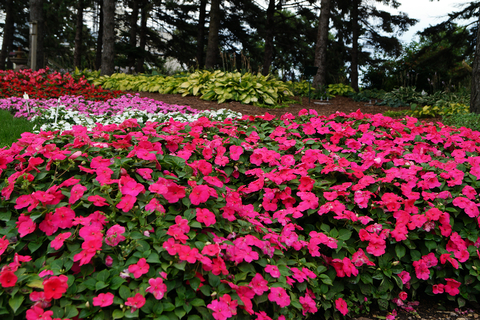 A landscape with many pink impatiens in the foreground.