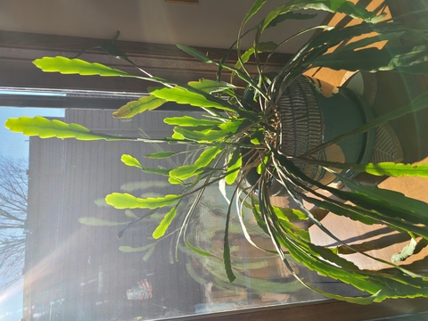 Green plant sitting on a table by a sunny window.