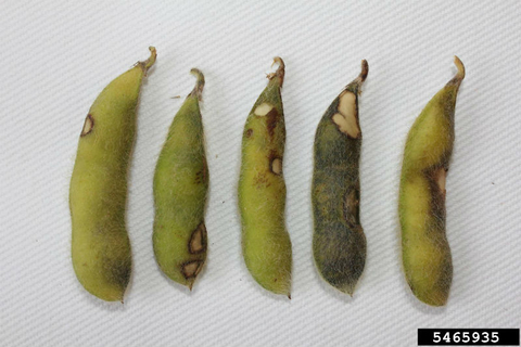 Soybean pods showing damage from bean leaf beetle.