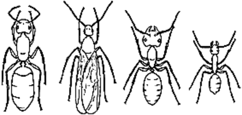 drawing of four ants of different sizes and castes. from left to right, and largest to smallest are the queen, winged male, major worker, minor worker 