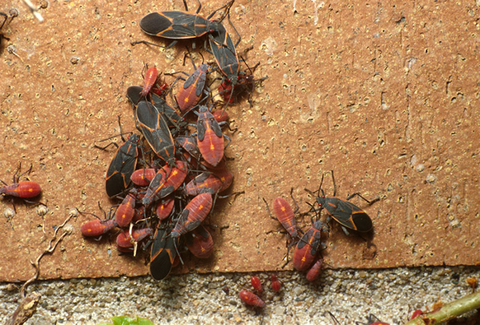 Boxelder bug adults and nymphs.
