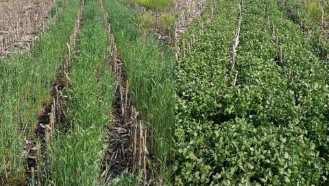 Two pictures, one is rye planted into corn stubble, the other clover seeding into corn stubble