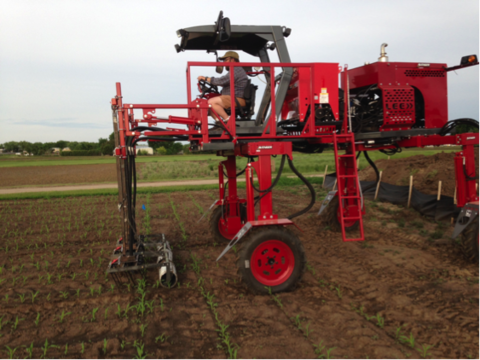 Man driving large, red, farm machine down rows of corn seedlings