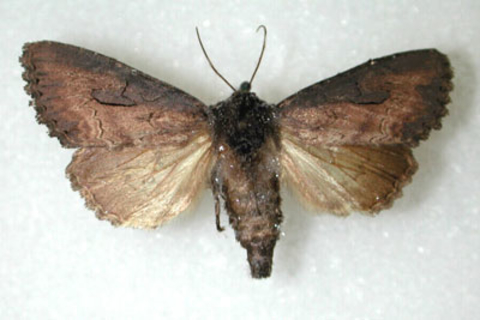 Adult iris borer moth with dark brown front wings and light yellow hind wings