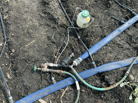 Plastic drip irrigation hoses are hooked up to larger plastic hoses. There is a pressure regulator connected to the hose system in the middle of the photo, with a small tube connecting to a bottle containing fertilizer, which gets injected into the water at the point of the pressure regulator.