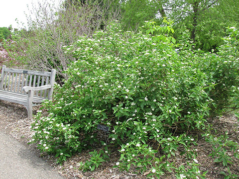 A dogwood shrub planted next to a bench that has green foliage and white flower clusters