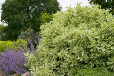 Tatarian dogwood shrub with variegated leaves in a garden landscape