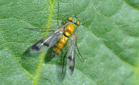 a yellow bodied flying insect with translucent wings with black stripes.