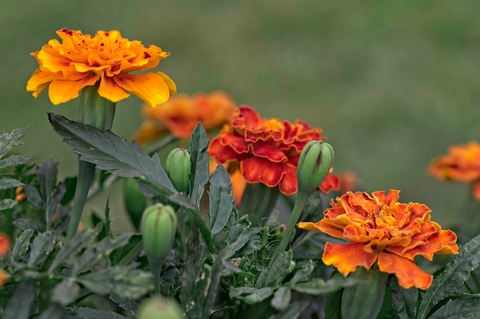 Orange and red marigold flowers
