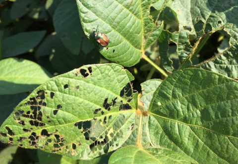soybean leaves that have been eaten by japanese beetle with japanese beetle on an adjoining leaf.