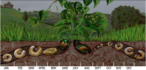 A diagram showing the lifecycle of Japanese beetles over the course of a year, both belowground as grubs and aboveground as leaf-feeders.