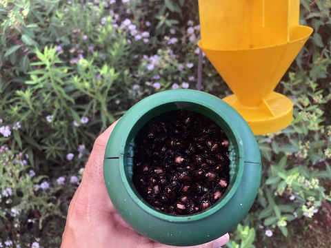 A pile of Japanese beetles in the cup of a trap.