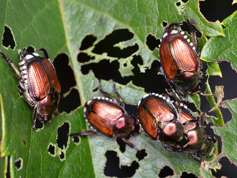 Japanese beetles mating on a leaf, while others eat nearby.