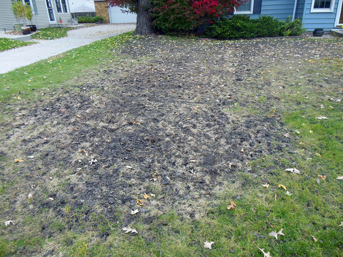 Large dark patches of dirt and dead grass on a lawn with a house and shrubs in the background
