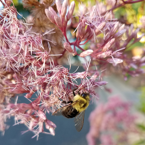 Bumble bee feeding on pink, feathery flowers of Joe Pye weed.