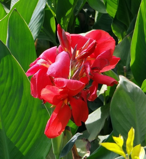 Red canna lily flowers with bright green leaves.