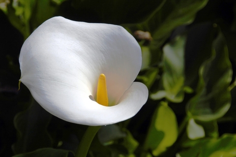 Large white calla lily with a yellow spadix against a background of green foliage.