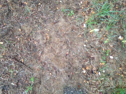 A bare patch of soil with a few patches of growing grass.