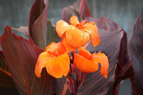 Orange canna lily flowers with bronze and dark green striped leaves.