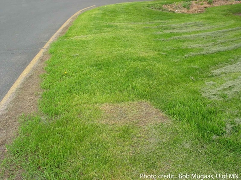Lawn and curb next to road with a patch of lawn that has been mowed too short